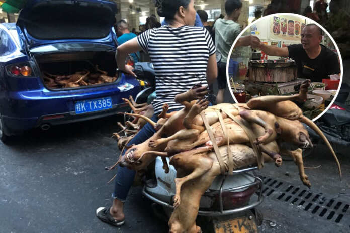 Butchered dogs are transported to a vendor's stall at a market during the local dog meat festival in Yulin Butchered dogs