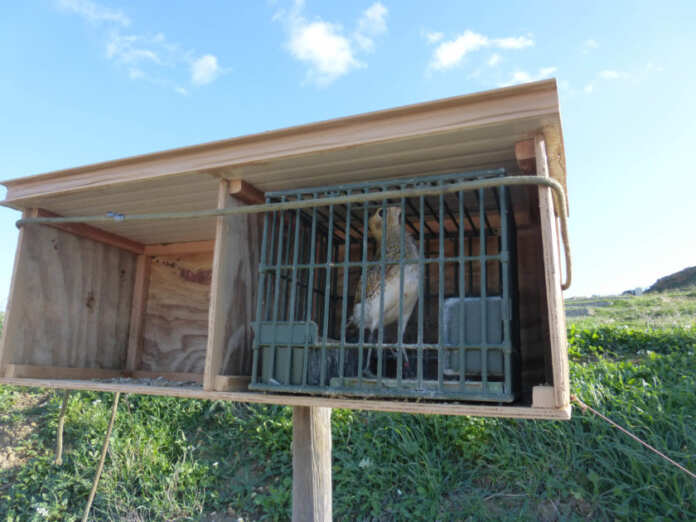 Malta Opens Controversial Trapping Season Amid EU Legal Concerns Newsbook