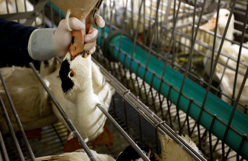 Ducks are being fed by a farmer for foie gras (duck liver) at a poultry farm in Montaut