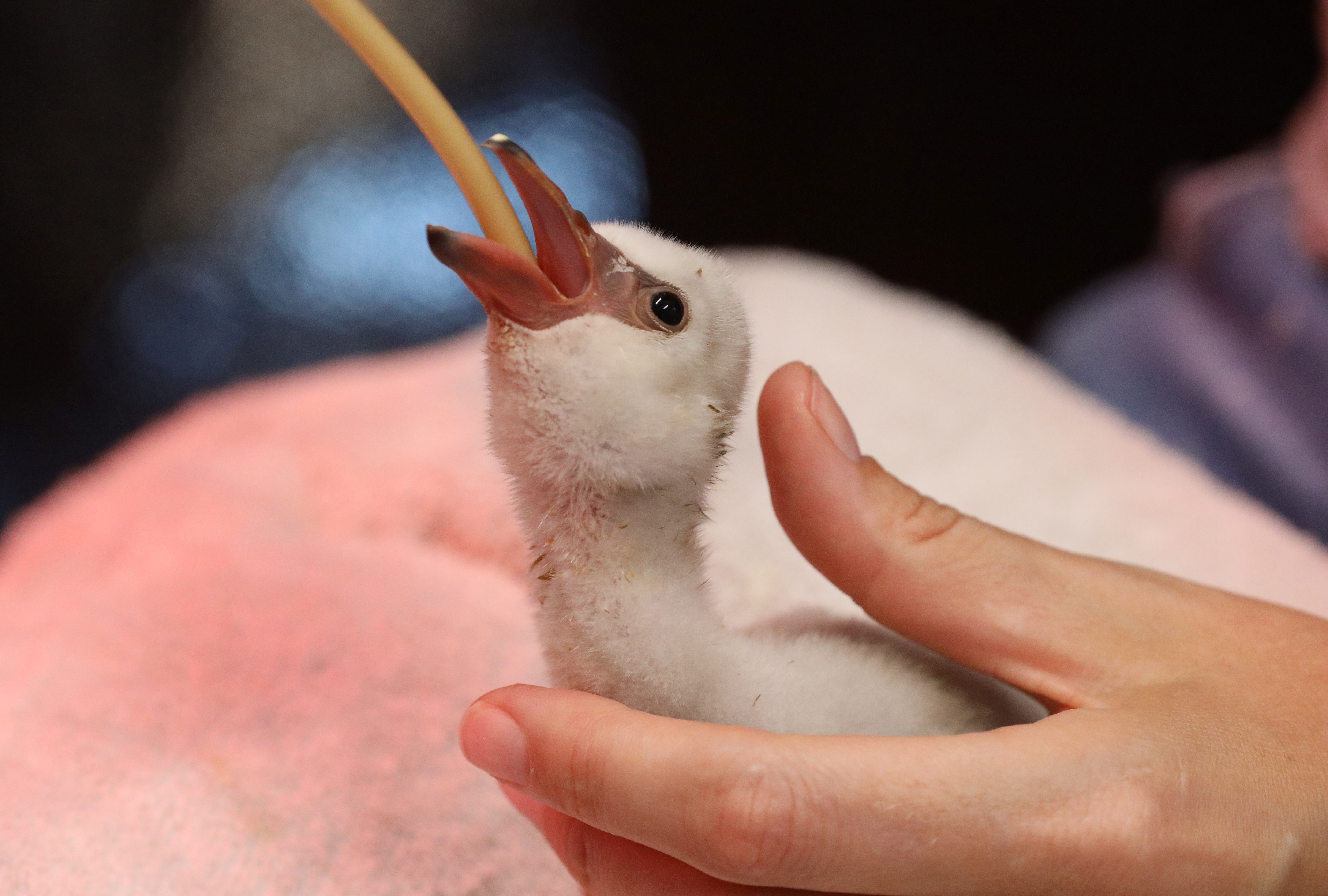 Rescued Lesser Flamingo chick is fed after being moved from a dam in the Northern Cape Province to a rehabilitation centre in Cape Town