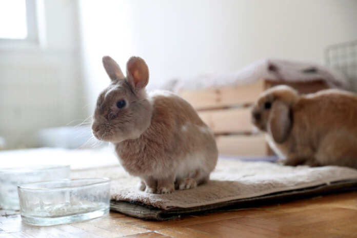 One of the eight bunnies adopted by Jacob Levitt sits at his apartment in New York