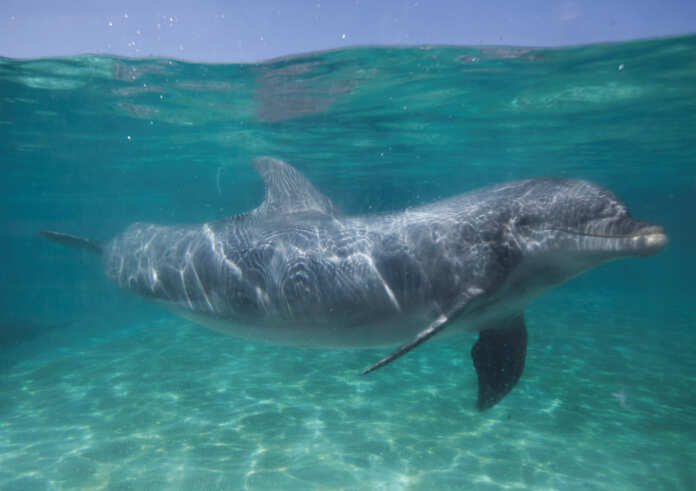 FILE PHOTO: A bottle nose dolphin swims underwater in a pool at the animal theme park SeaWorld in San Diego, California