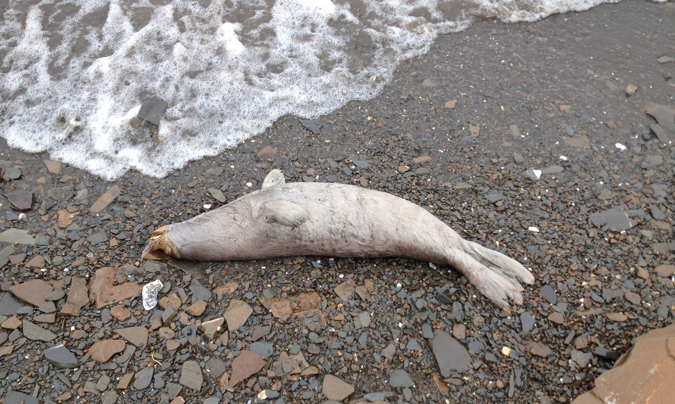 Handout photo of one of 18 dead seals along the shore, north of Kotlik, Alaska