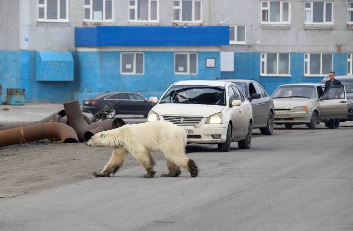 A stray polar bear is seen in the industrial city of Norilsk