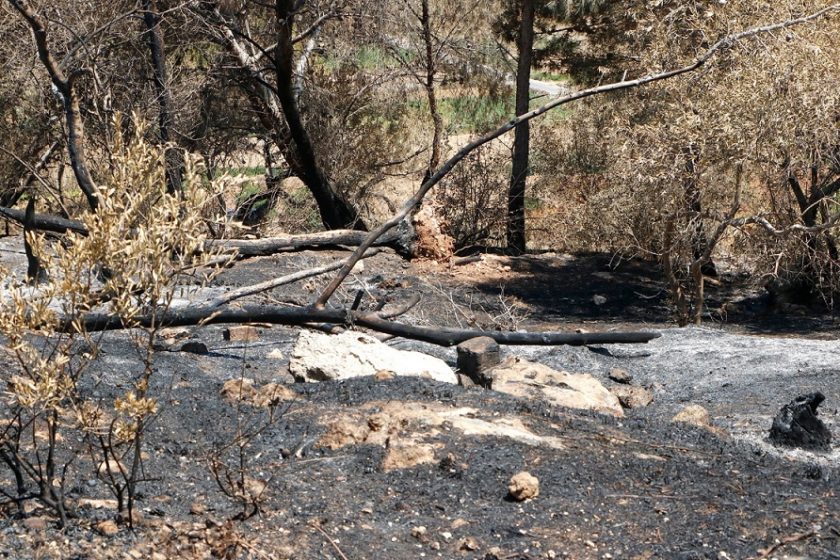 Litter and highly flammable trees helped Miżieb fire spread report