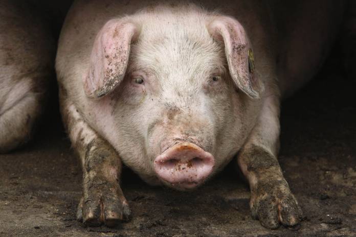 A pig rests at a farm near the village of Belotincy