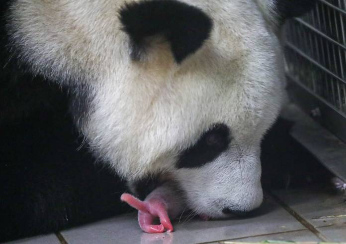 A newborn twin panda cub is seen at the Pairi Daiza wildlife park, a zoo and botanical garden in Brugelette