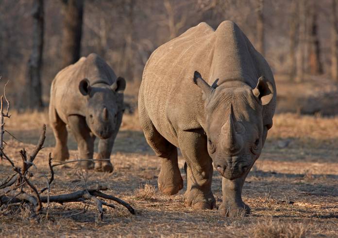 FILE PHOTO: An endangered east African black rhino and her young one walk in Tanzania's Serengeti park