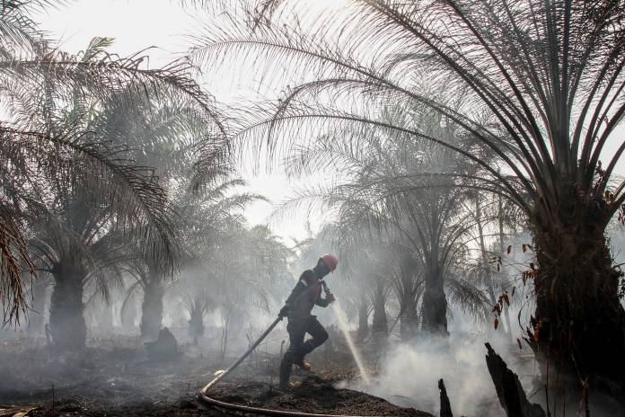 FILE PHOTO: A member of Manggala Agni tries to extinguish peatland fires at a palm plantation in Pekanbaru, Riau province, Indonesia