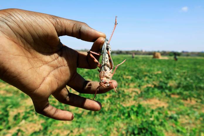 A Somali boy holds a desert locust in a grazing land on the outskirt of Dusamareb in Galmudug region