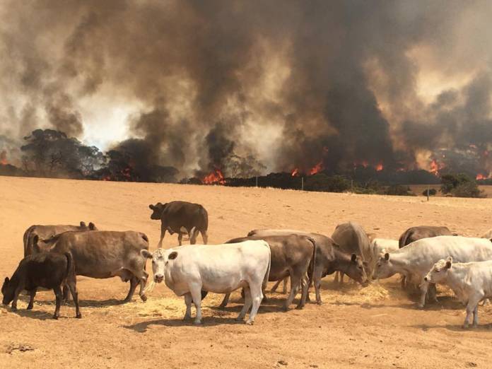 Cows stand in the field with bushfire burning in the background, in Kangaroo Island