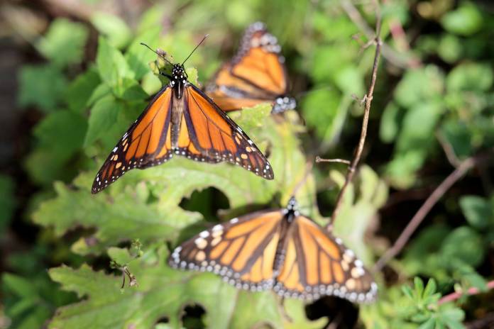 FILE PHOTO: Monarch butterflies cling to a plant at the Sierra Chincua butterfly sanctuary on a mountain in the Mexican state of Michoacan