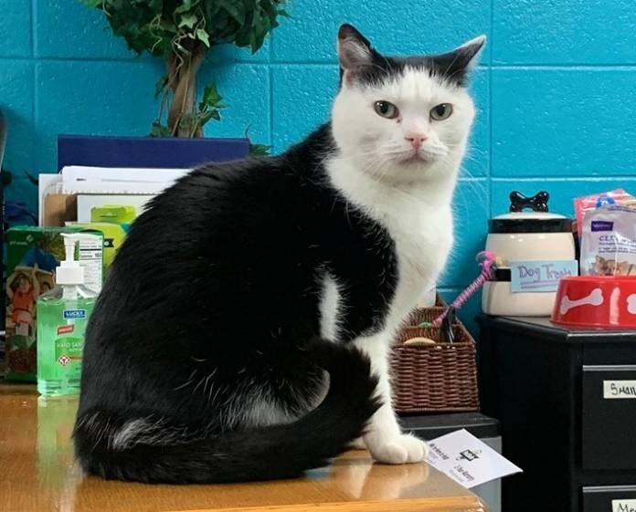 'World's worst cat' finally finds a home - Newsbook