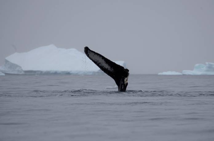 A wounded whale that lost part of one of its fins swims near Two Hummock Island, Antarctica