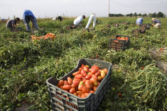 Farm workers pick tomatoes in the countryside near the town of Foggia Farm workers pick tomatoes in the countryside near the town of Foggia