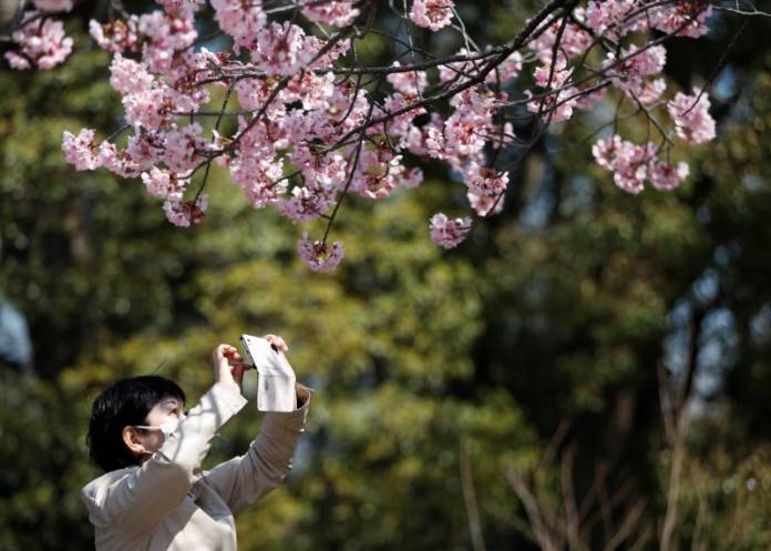 A visitor wearing a protective face mask following an outbreak of the coronavirus disease takes a photograph of blooming cherry blossoms at Ueno park in Tokyo, Japan A visitor wearing a protective face mask following an outbreak of the coronavirus disease takes a photograph of blooming cherry blossoms at Ueno park in Tokyo, Japan