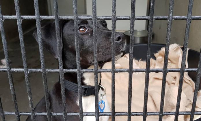 A dog sits in its enclosure at RSPCA NSW shelter in Sydney