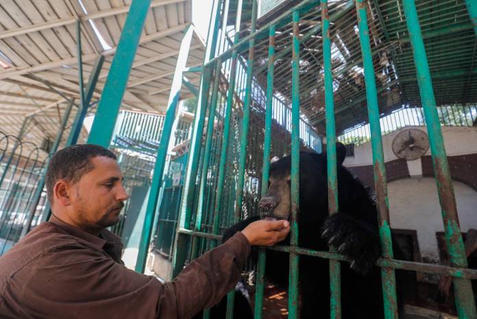 Giza Zoo keeper, Mohamed Rizq feeds a bear called 'Hany' after the zoo was closed to visitors in Cairo