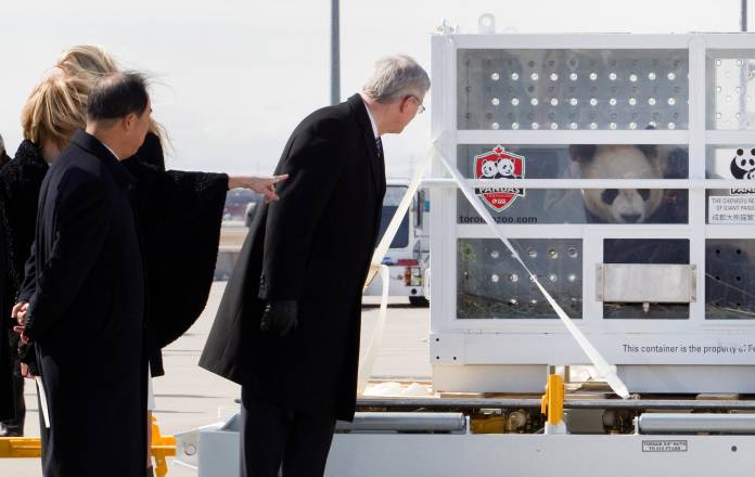FILE PHOTO: Prime Minister Stephen Harper looks at one of two panda bears that arrived in Toronto
