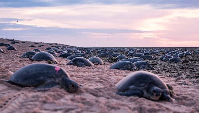 Raine Island turtle aggregation