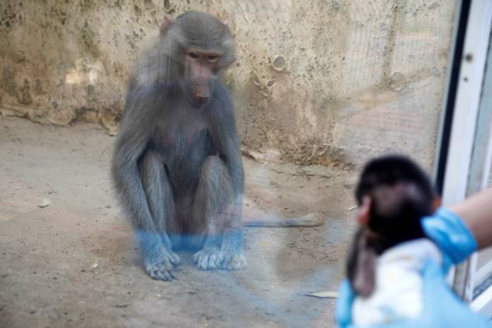 Animal baby boom at West Bank zoo under coronavirus lockdown