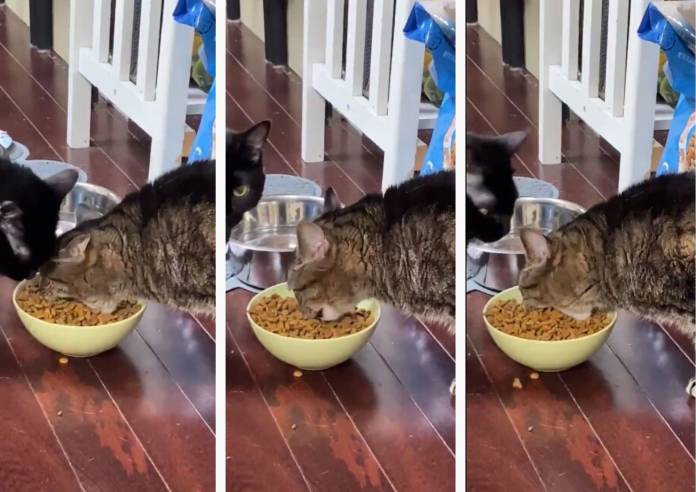 Watch: The cat that eats like a bulldozer - Newsbook