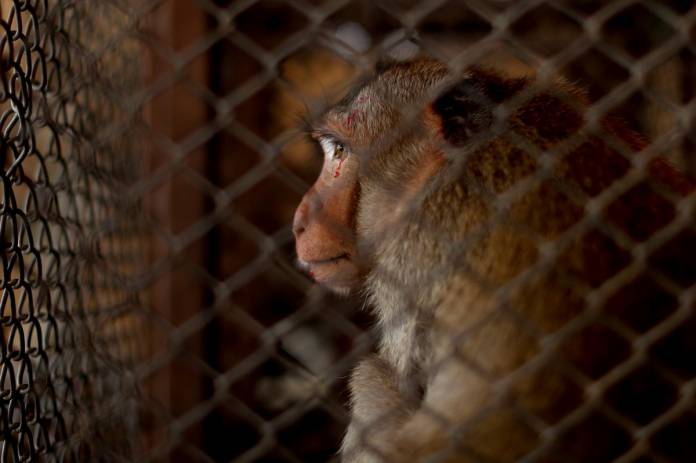 A monkey is seen in a cage before a sterilization procedure in Lopburi