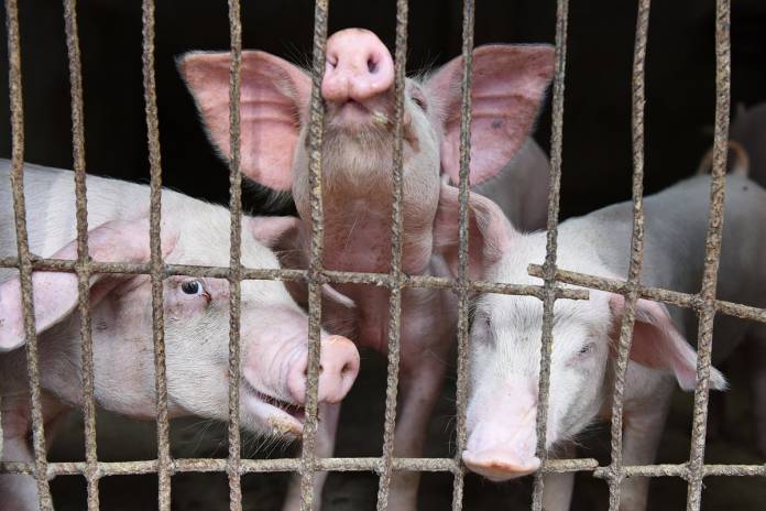 Pigs are seen at a family farm in Fuyang, Anhui