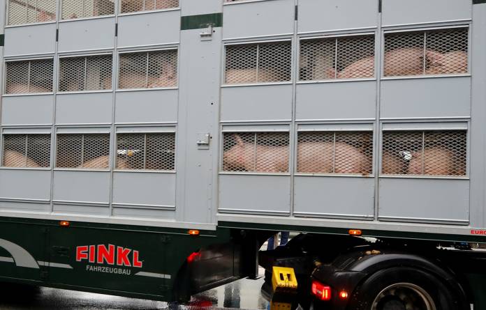 FILE PHOTO: A truck carrying pigs arrives at the Toennies meat factory after its reopening in Rheda-Wiedenbrueck