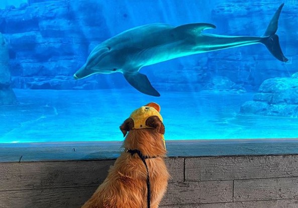 Watch: Golden retriever and dolphin become best friends ...