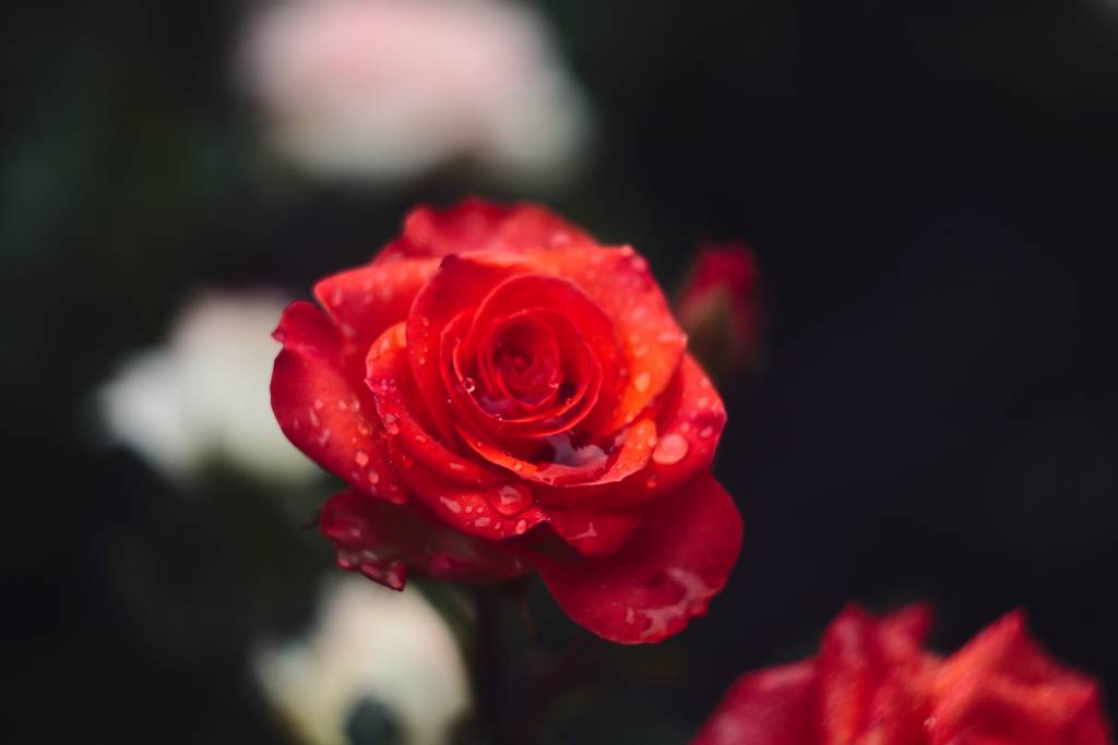 rose drops