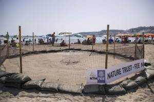 turtle-eggs-ghadira-bay