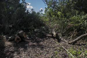 old-carob-trees-cut-down-in-had-dingli