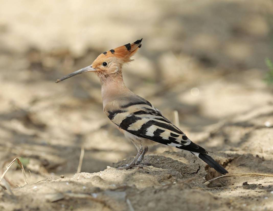Bird onthemove the Common Hoopoe Newsbook