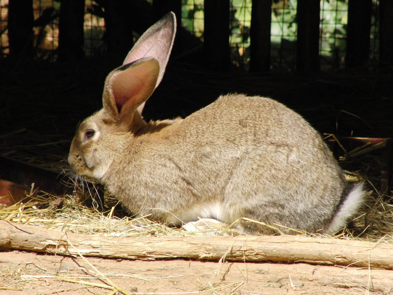 ‘World’s biggest rabbit’ stolen from owner's home Newsbook