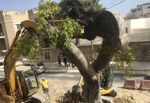 L-ERA tispjega għaliex ħarġet permess għat-tqaċċit tas-siġar f’Ħ’Attard siġar Triq Nutar Zarb Ħ'Attard