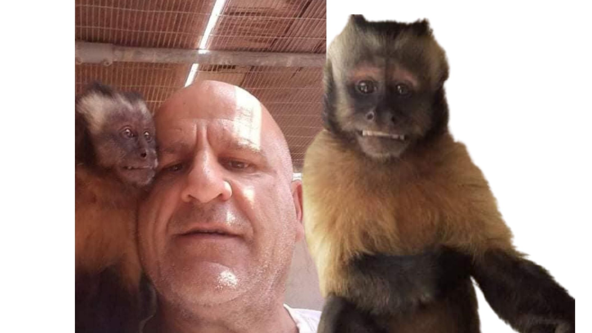 Pet monkey on the loose in Attard Newsbook