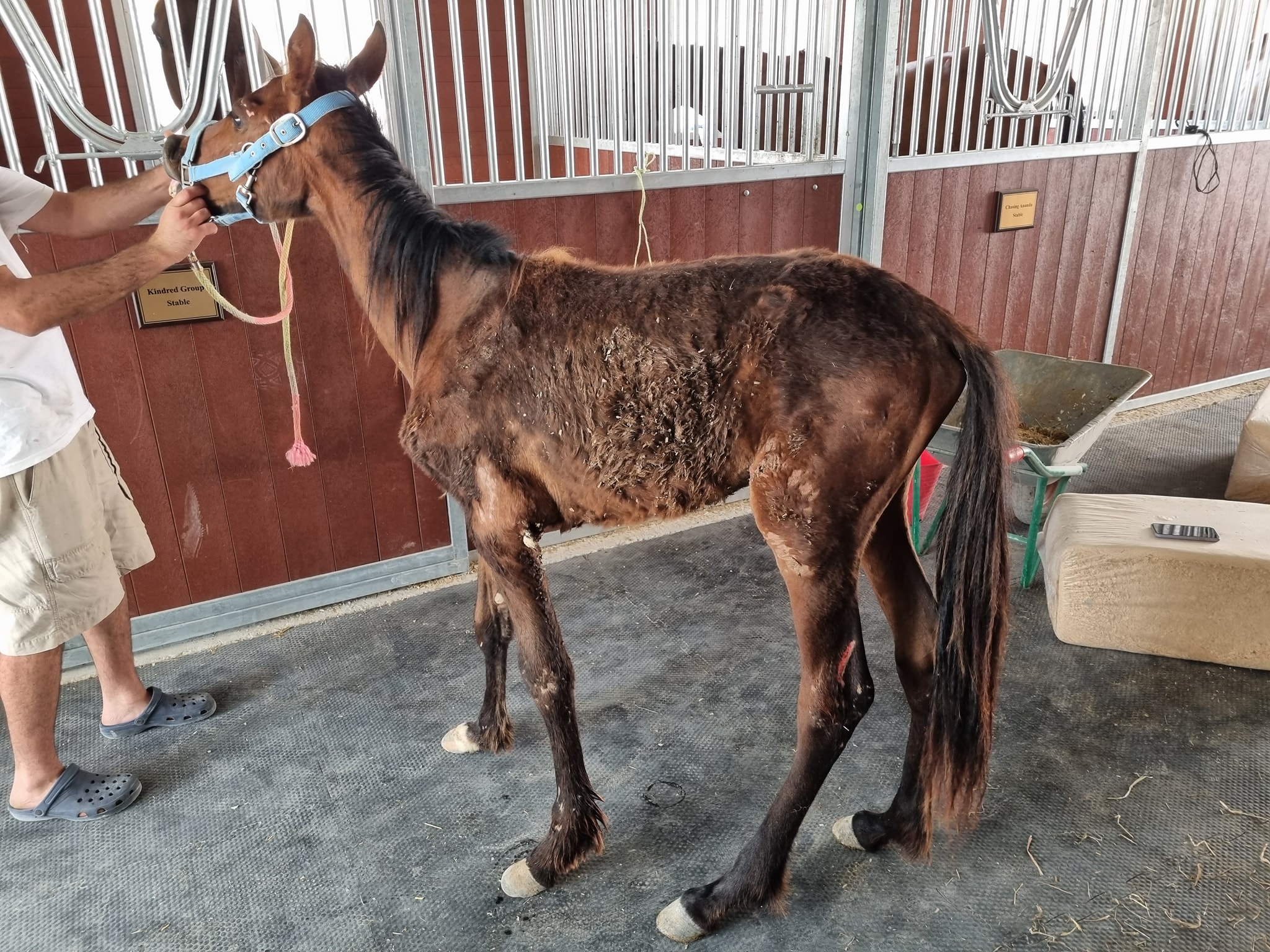 Watch Baby the abused foal is eating on his own Newsbook