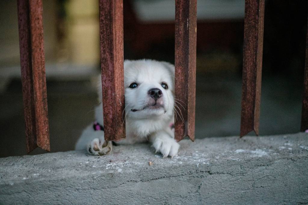 "It’s always disturbing to see dogs locked up... crying and howling