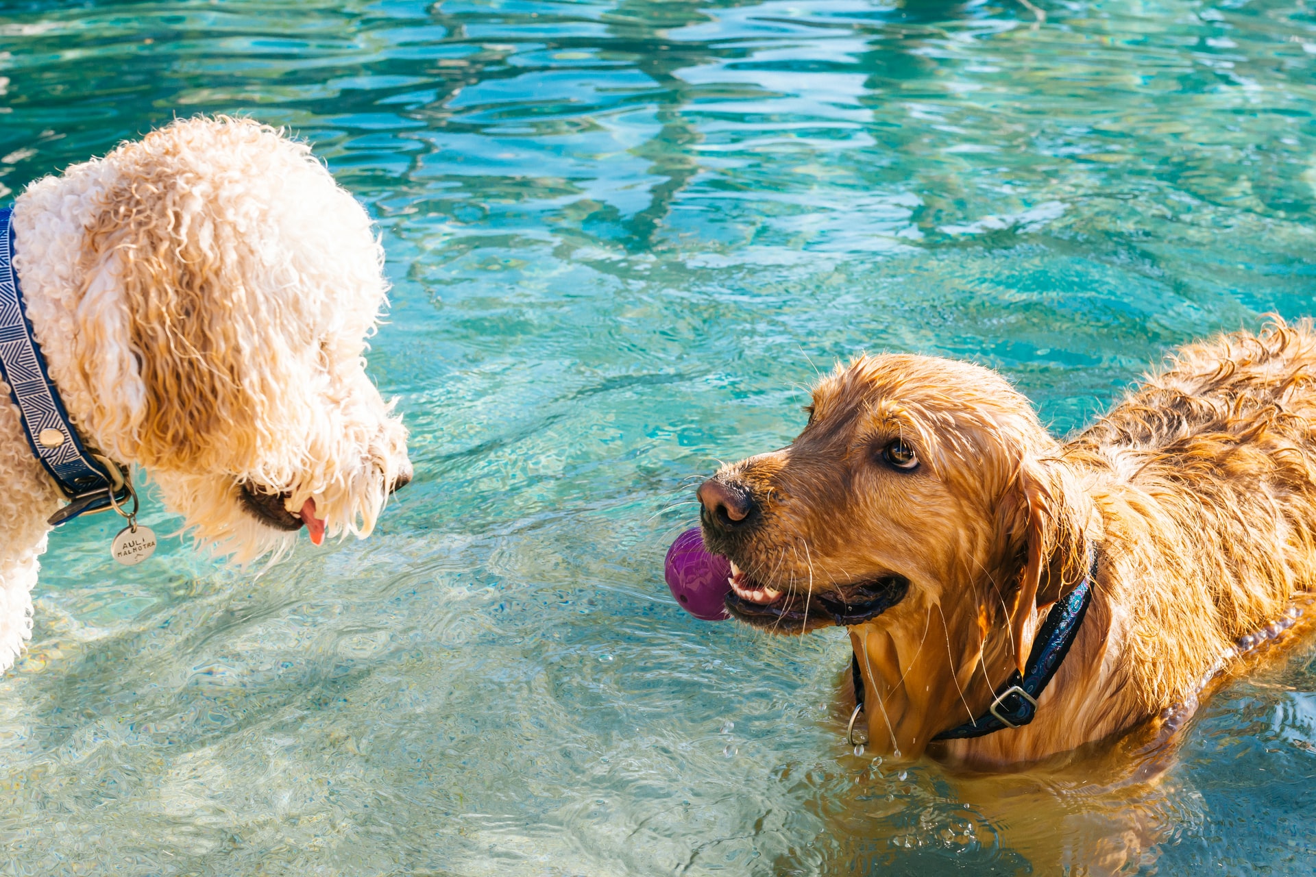 Where can you take your dog for a swim in Malta and Gozo? Newsbook
