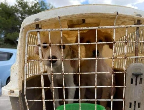 Two sets of abandoned puppies found in shocking conditions