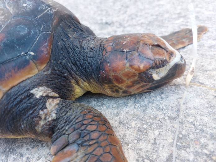 Endangered turtle dies after ingesting balloon in Maltese waters Newsbook