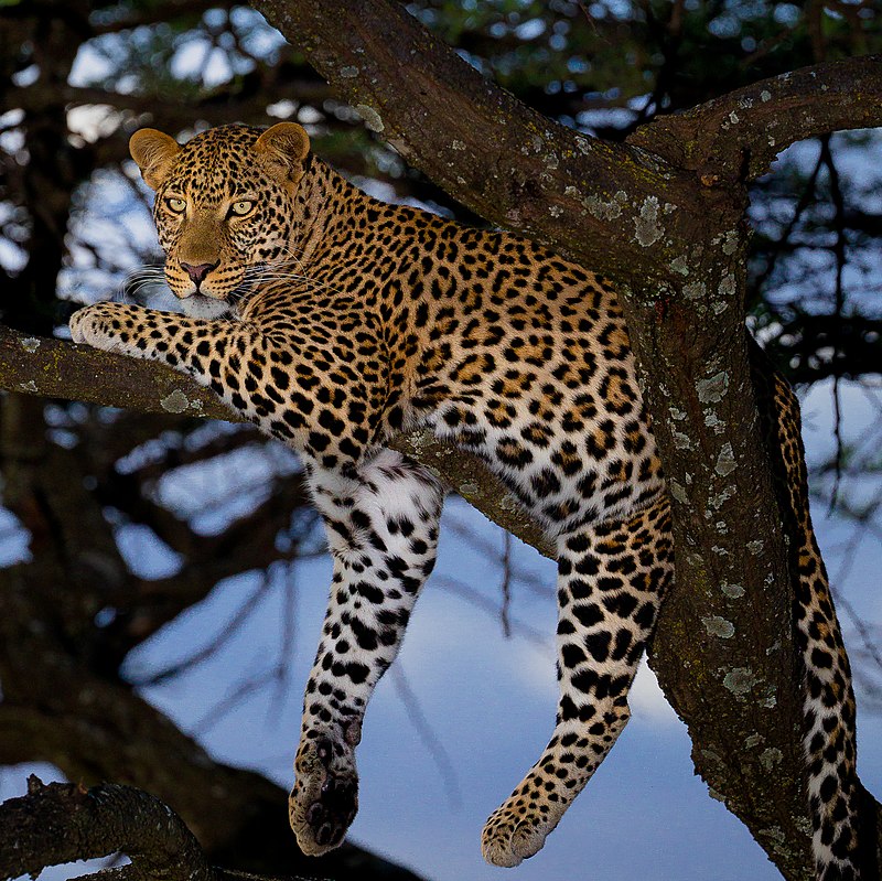 immultat-2-000-talli-amm-leopard-mhux-irre-istrat-f-dar-newsbook