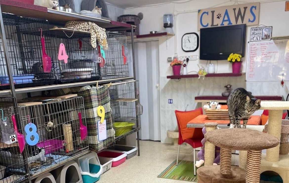 Cat shelter marks fiveyear anniversary with open day Newsbook