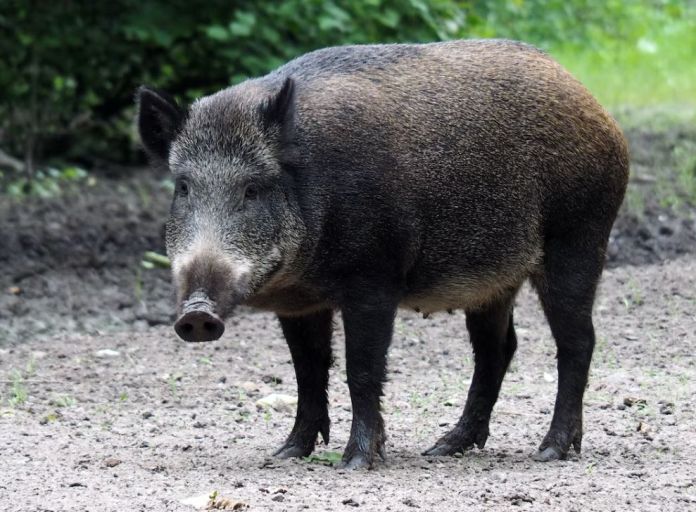 20 wild boars seen roaming around an Italian town Newsbook