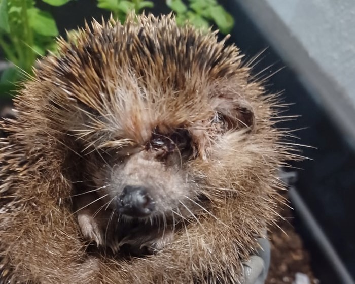 Wildlife Rescue Team takes in three hedgehogs in a bad state Newsbook