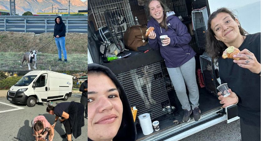 We sold everything to take rescued animals to Ireland - activists leave ...