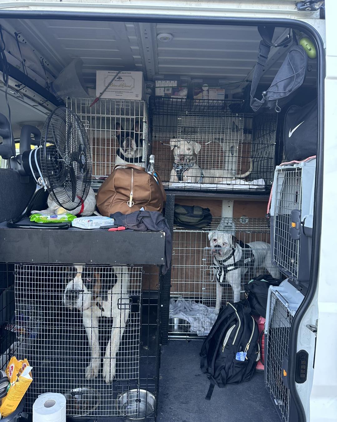 We sold everything to take rescued animals to Ireland activists leave