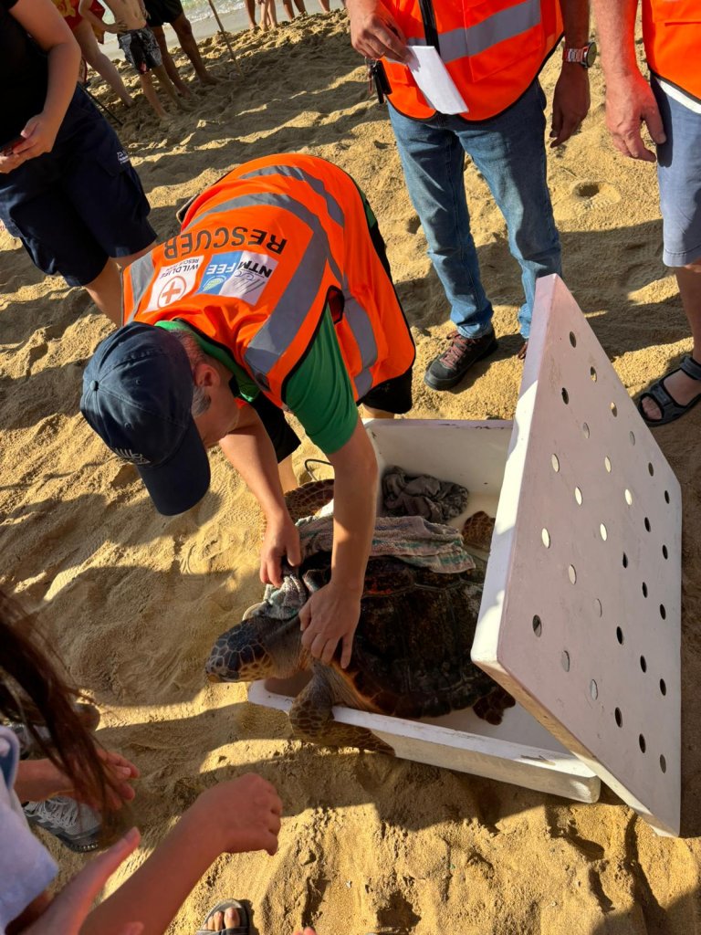 Maria Turtle Turtles Nadia and Maria released at Golden Bay following rehabilitation