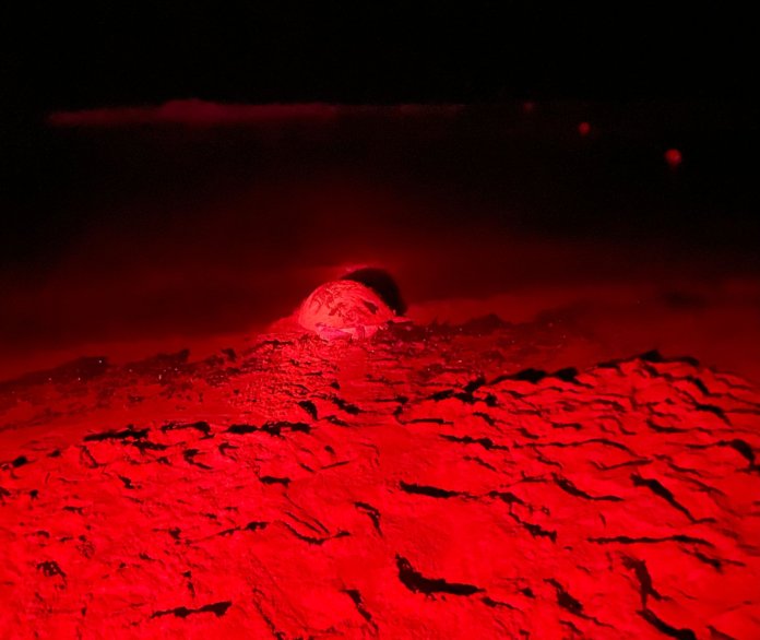 Eighth turtle nest of the season discovered in Ramla L-Ħamra